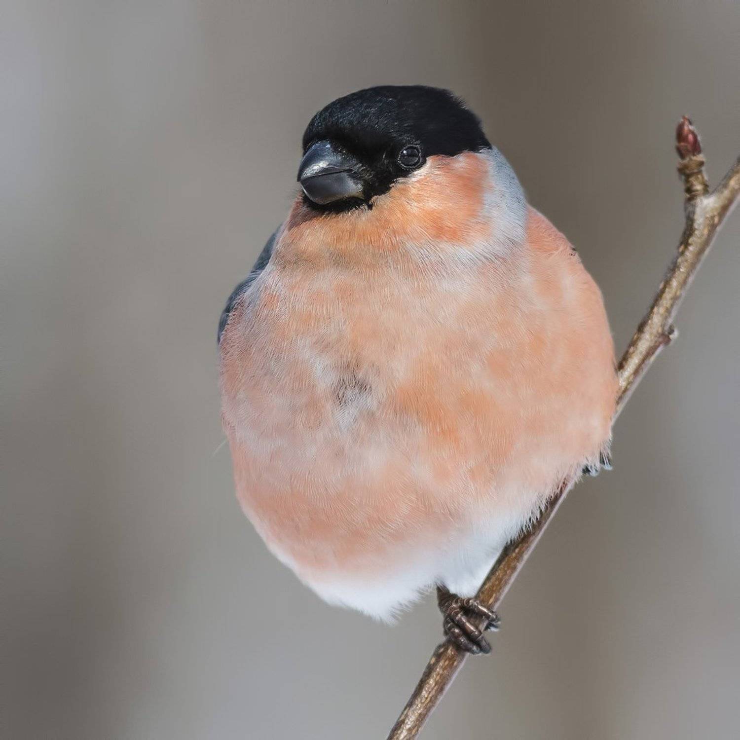 Снегирь, Ляпустин Юра