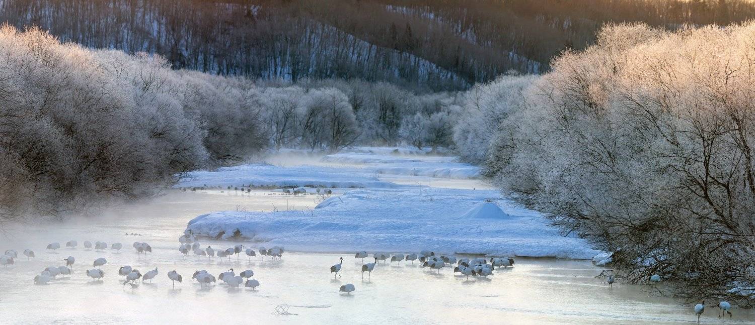 журавли, река, япония, Роман Мурушкин