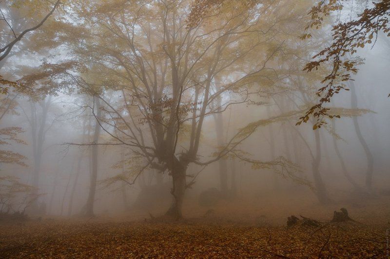 _ фото превью