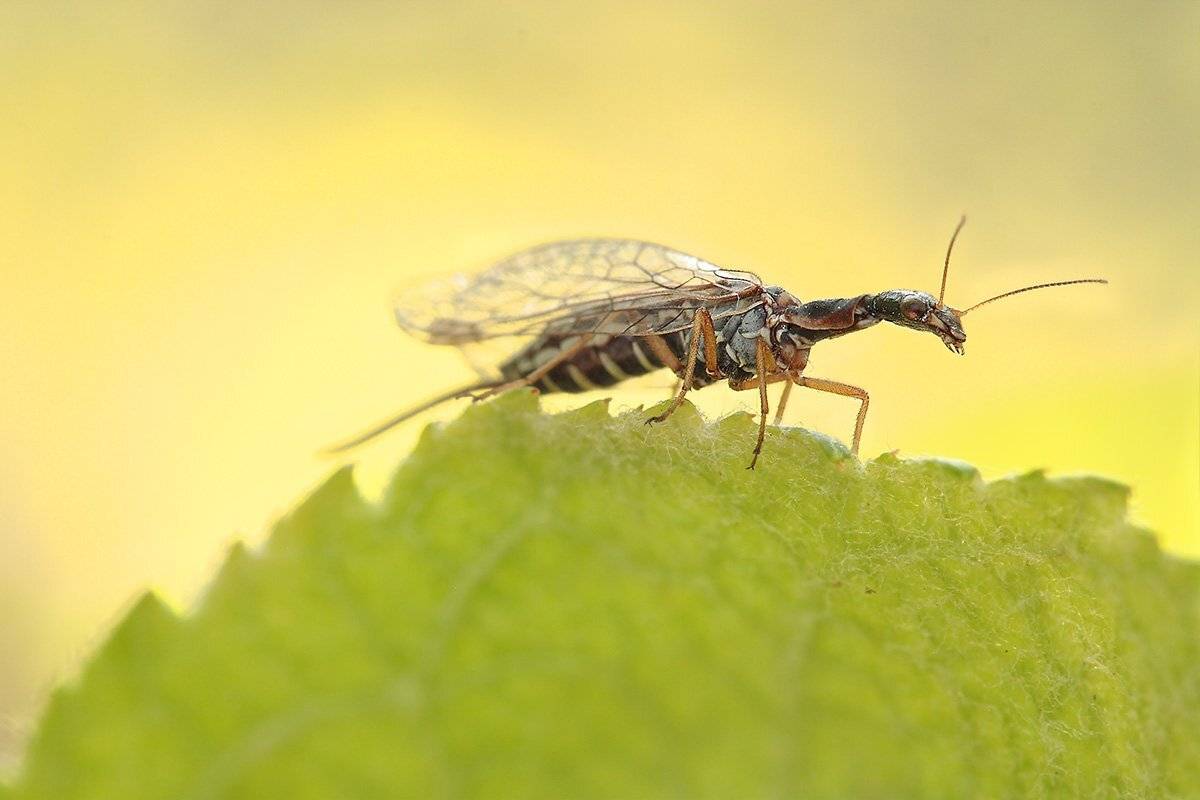 , Роман Рысь