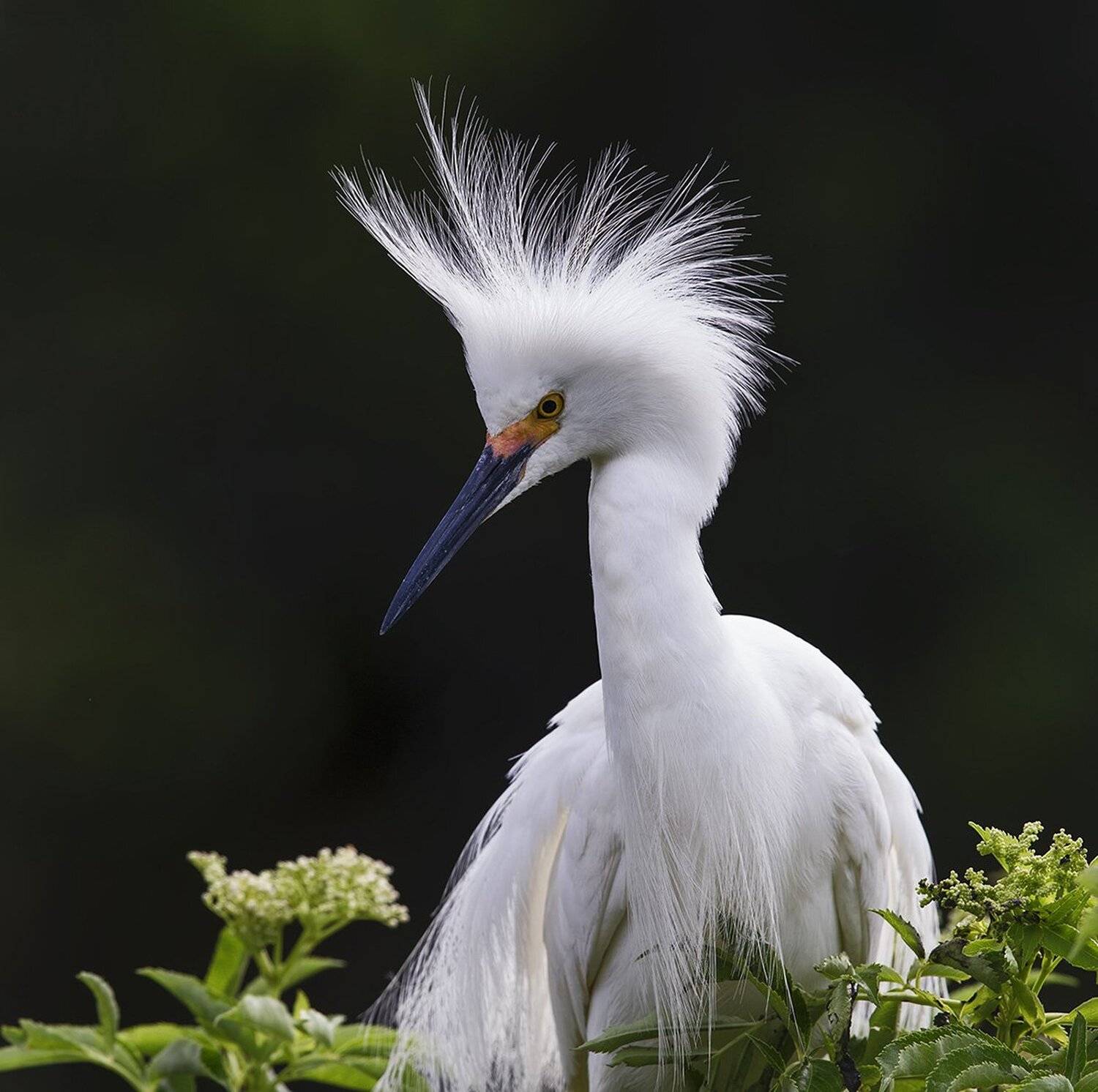 американская белая цапля, snowy egret, florida, флорида, цапля, Elizabeth Etkind