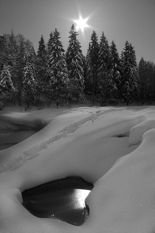 Зима и ёлки фото превью