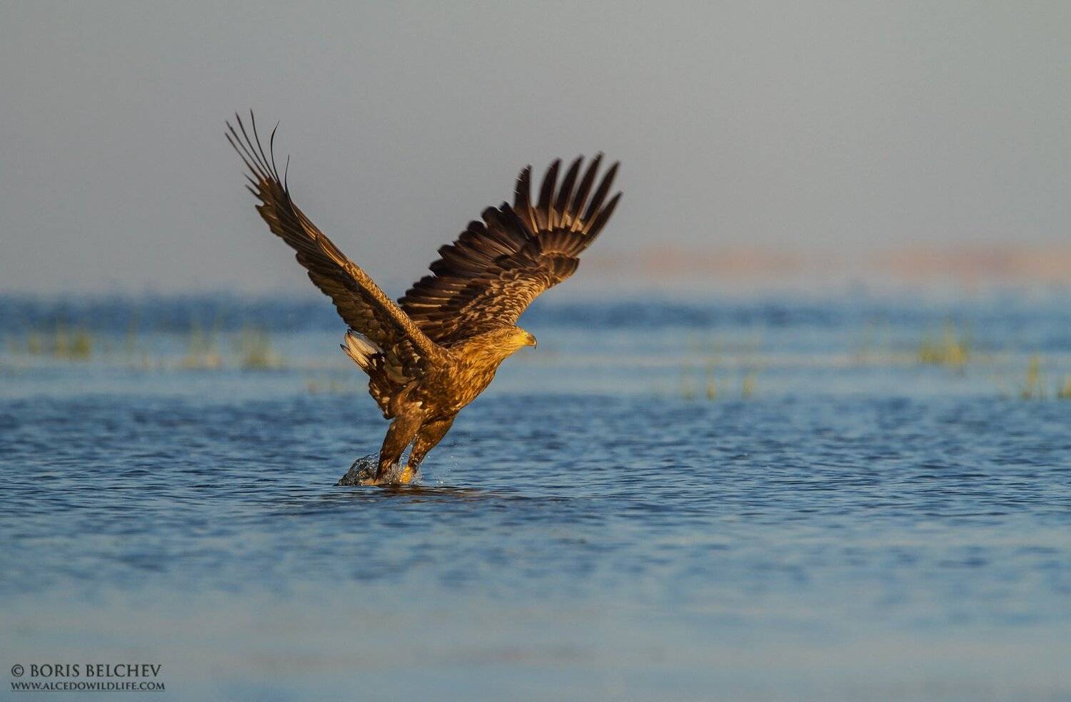 , Борис Белчев