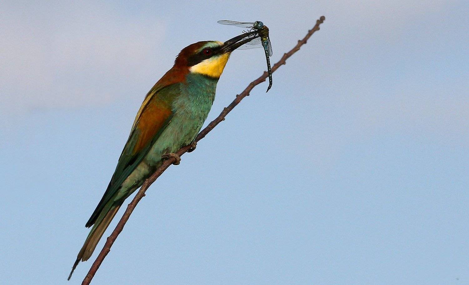#birds, #european bee-eater, #fauna, #nature, #wildlife, #природа, #птицы, #фауна, #щурка золотистая, Константин Слободчук