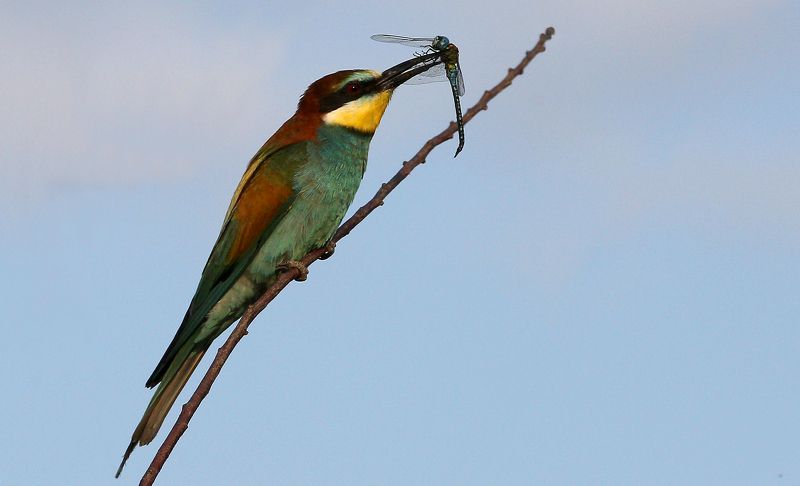 #birds, #european bee-eater, #fauna, #nature, #wildlife, #природа, #птицы, #фауна, #щурка золотистая Золотистая щурка (лат. Merops apiaster) фото превью