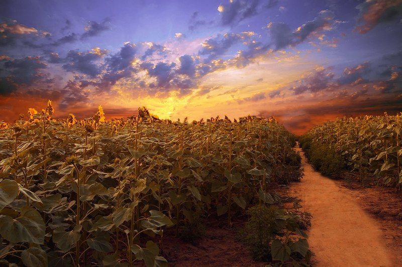 #небо #закат #подсолнухи #поле #лето На закате фото превью