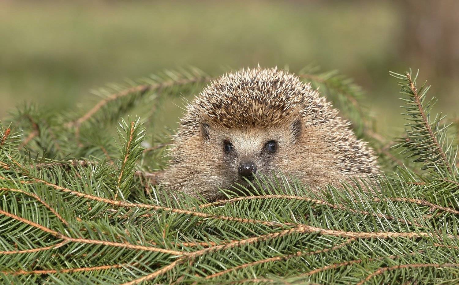 , Андрей Головнев