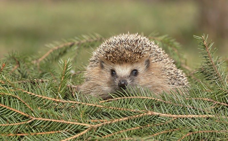 проснулся фото превью