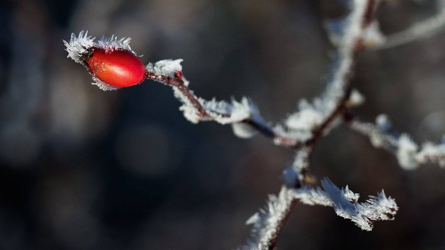 , Ирина Костова