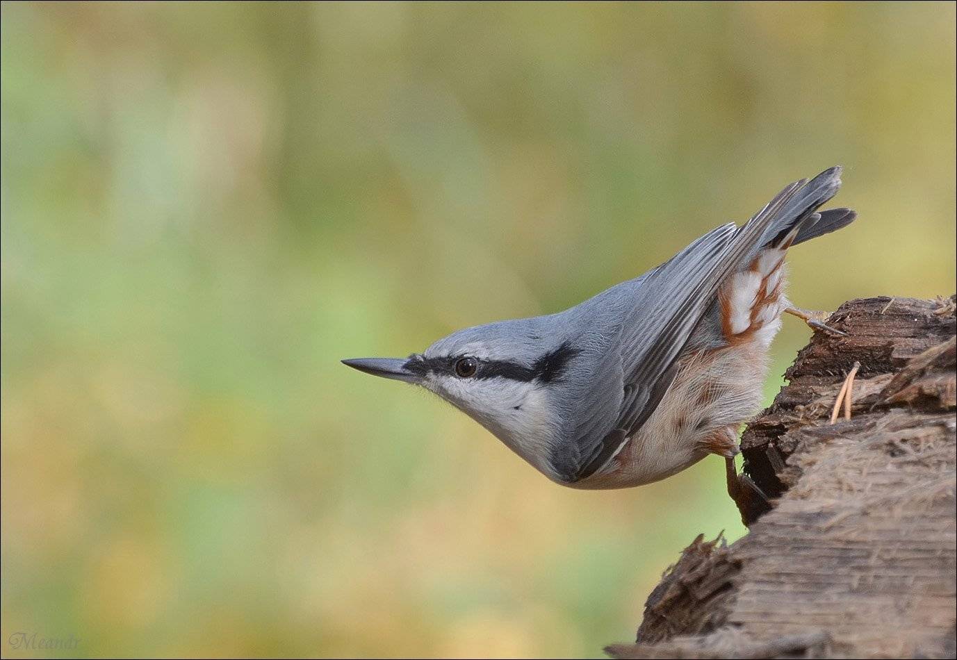 поползень, Андрей Медведев