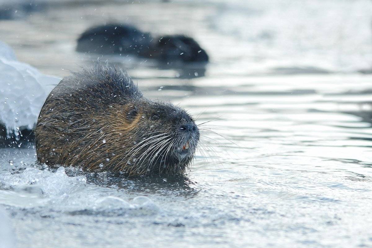 Болотный бобр, Койпу, Нутрия, Роман Рысь