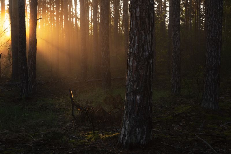 Утреннее солнце в лесу фото превью