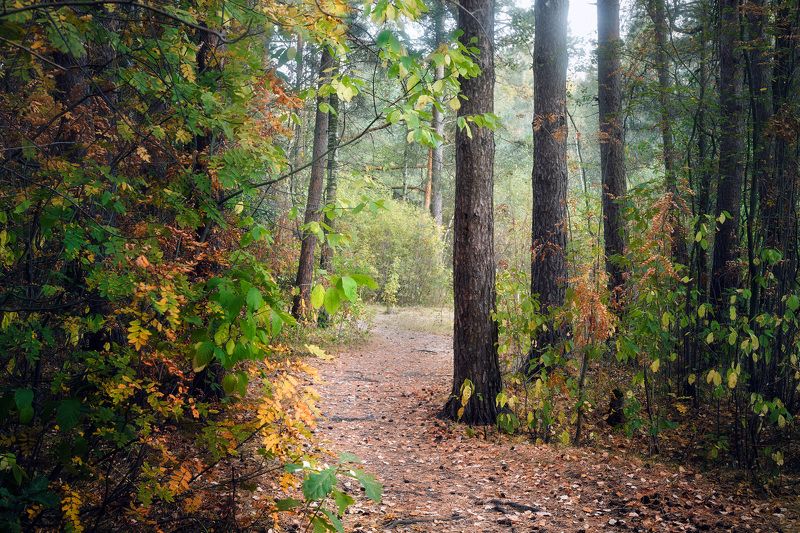 лес, листва, осень В осеннем лесу фото превью