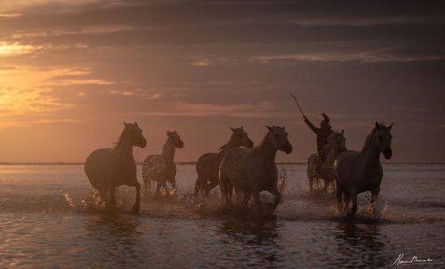 Horses of Camargue