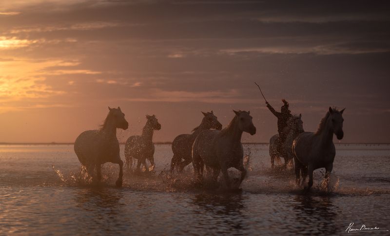 camargue, horse, horses, france, landscape Horses of Camargue фото превью