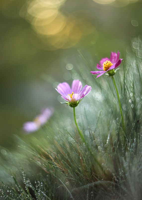 космея,объектив гелиос, мануальный объектив, боке, космос,беларусь, ирина горюкина Фантазии космеи фото превью