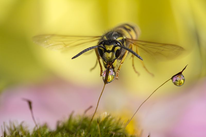 Наша колибри фото превью