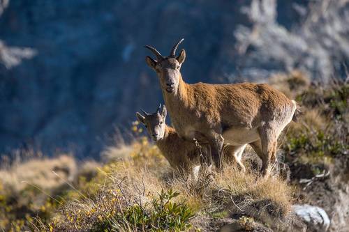 Кавказские туры