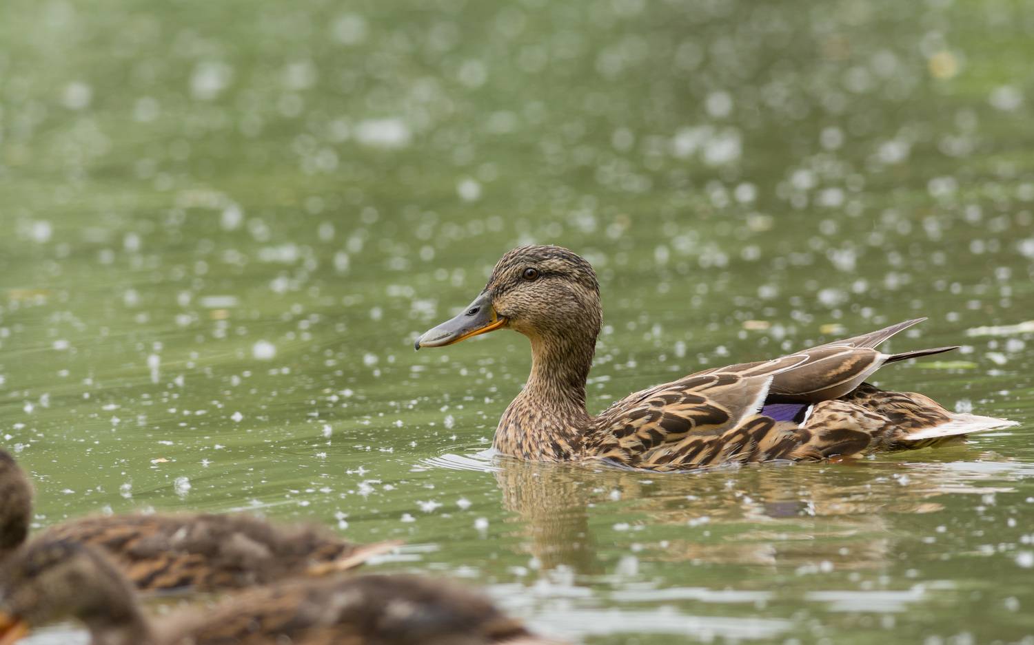 кряква, кряквы, утка, утки, птица, птицы, новосибирск, лето, Воронов Денис