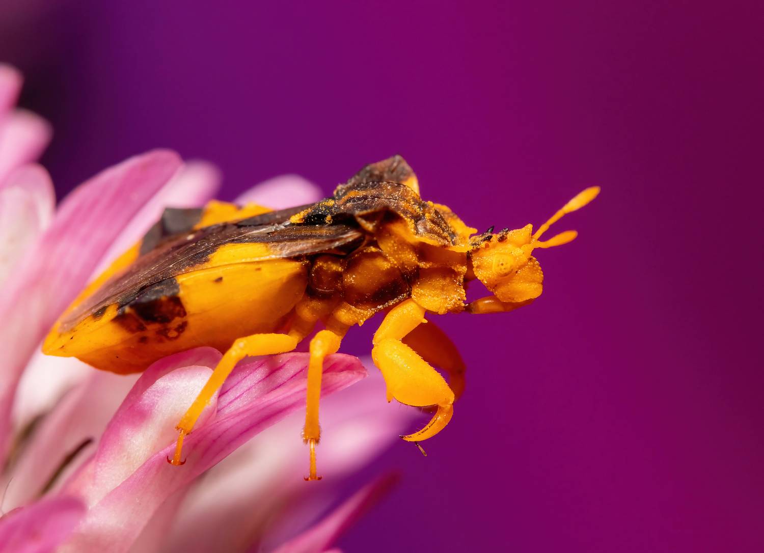 макрофото, макрофотографии, фотомакро, насекомые, макромир, макрофотограф, макроаддикт, макро_мир, naturelovers, naturelover, naturephotography, macrolove, macro_love, biodiversity, macrophotography, macro, macronature, entomology, arthropods, arthropod, ,  Stephane