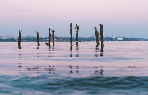 Бакланьи посиделки у воды.