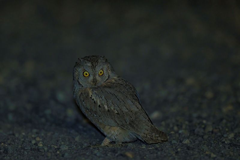 Суровая сплюшка фото превью