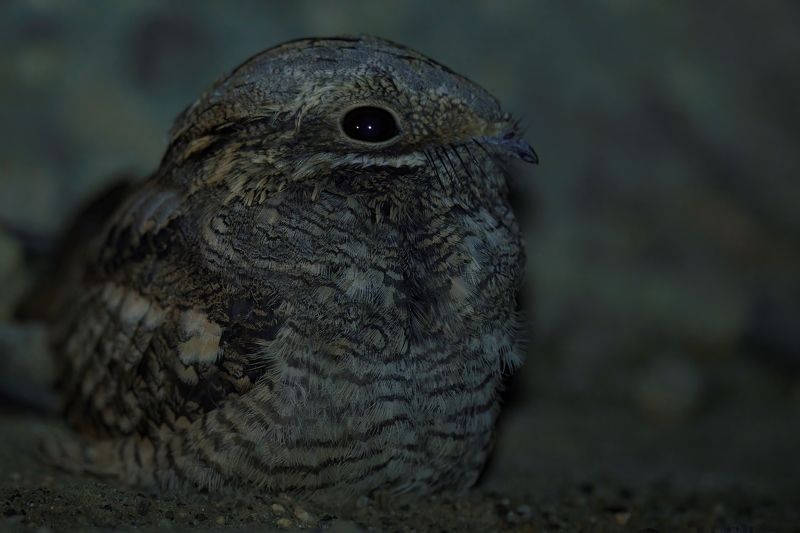 Неуловимый козодой. фото превью