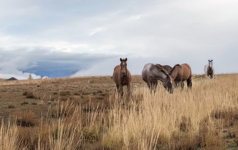 алтай, осень, пасмурно, северо-чуйский хребет, лошади Дождливое утро фото превью