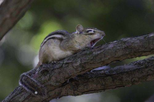 Chipmunk