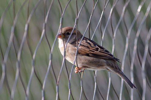 Сетчатый воробей