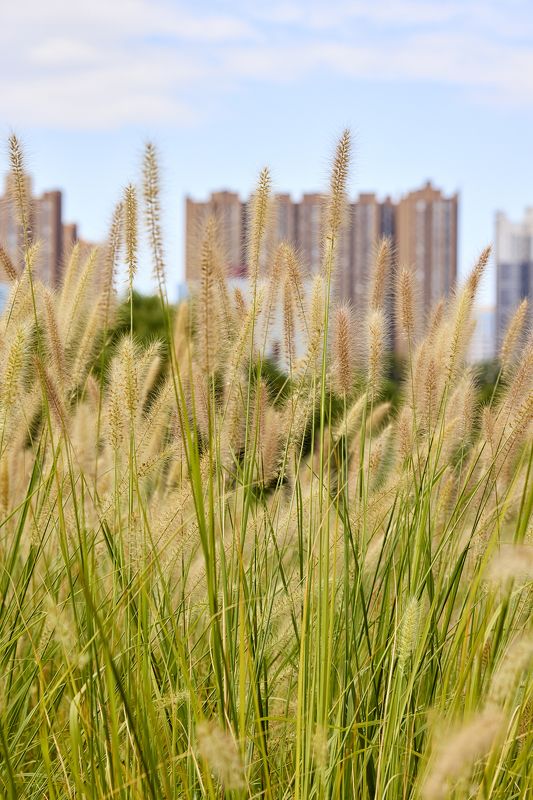 Колоски фото превью