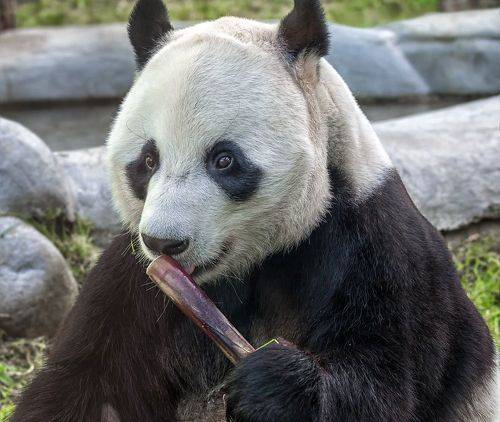 большая и красная панды. (2 фото)