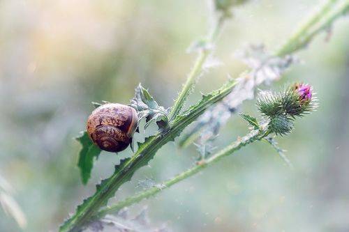 Маленькая улитка