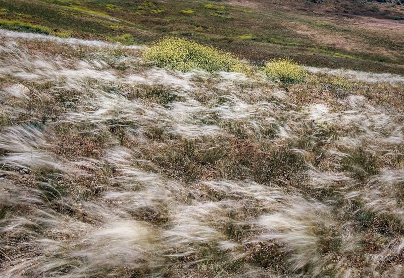 Время ковыля фото превью