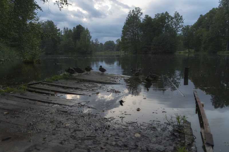 pond, forest, landscape, duck, twilight, landscape, nature, Середниково. фото превью