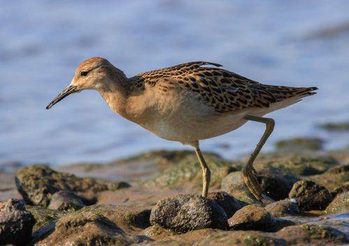 Деловой куличок