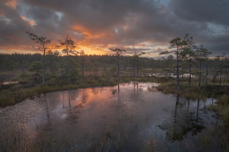 болота ленинградской области, рассвет, пейзаж Огненные облака зажгли болота фото превью