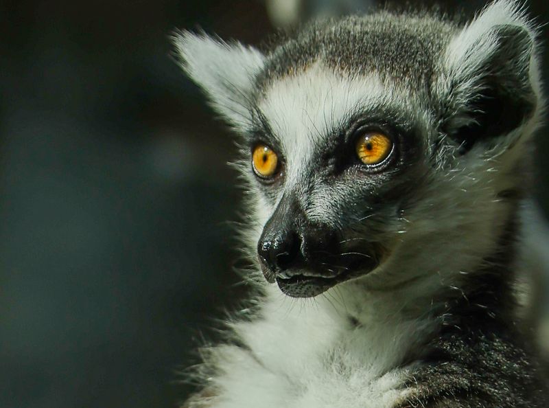 Глаза Солнца фото превью