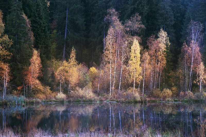 осень, лес, озеро, подмосковье Стали дни холоднее фото превью