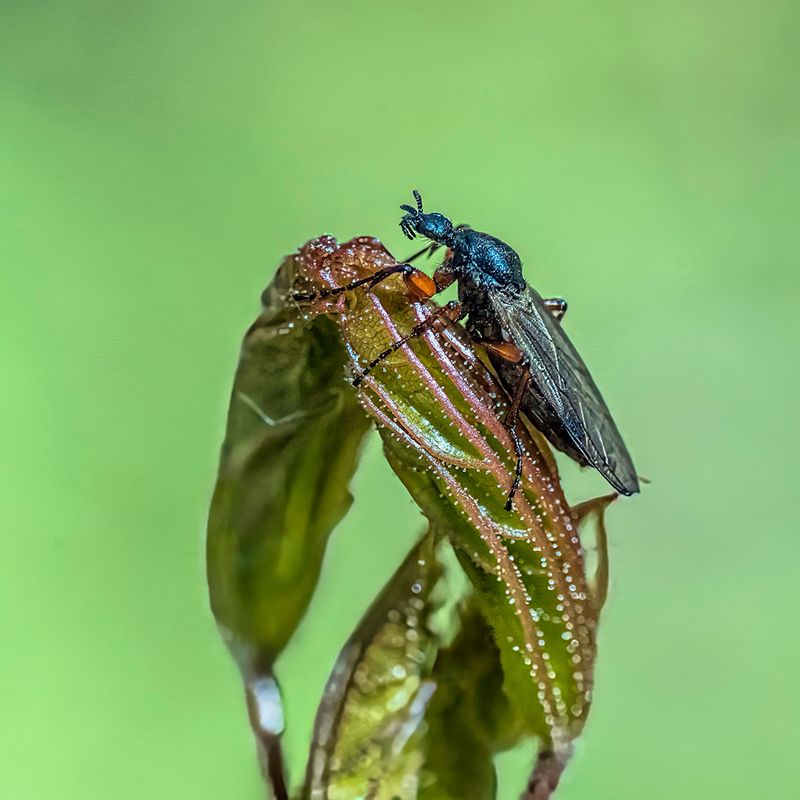 * * * фото превью