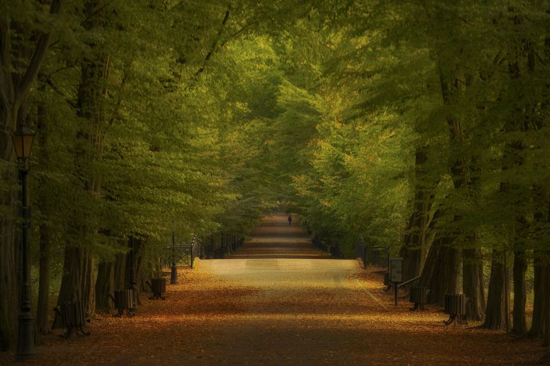 Horizontal, Photography, Tree, Nature, Autumn, Nature, Day, Tranquility, Forest, Leaf, Park, Pszczyna, Alley A walk in the park фото превью