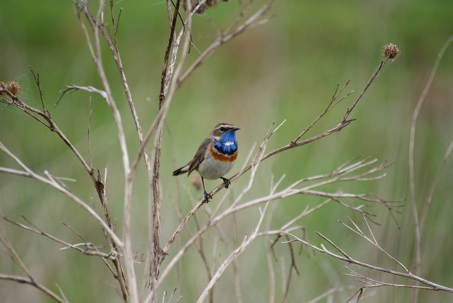 варакушка, птицы, фотоохота, природа, birds, nature, birdwatching, Пётр Калачев