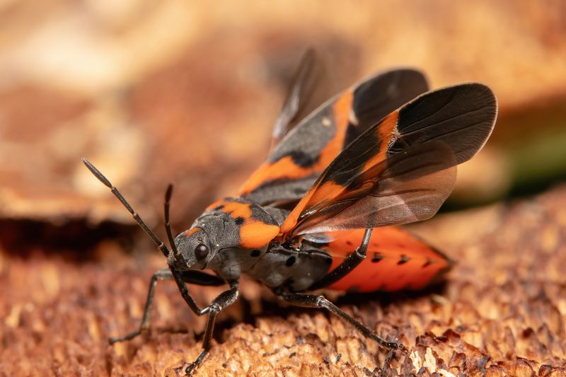 A little wing cleaning фото превью