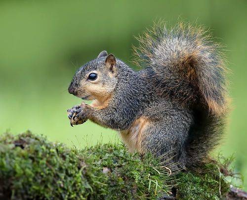 Fox Squirrel - Лисья Белка