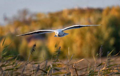 Чайка озёрная.(серия 3 фото)
