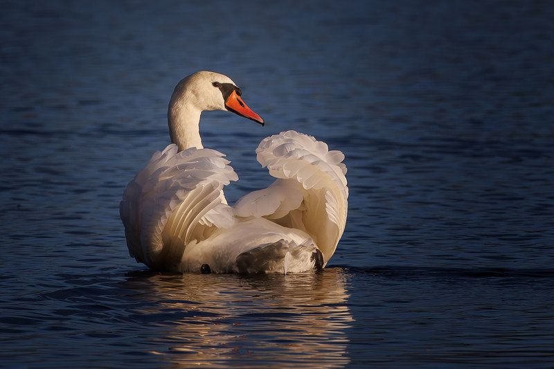 А белый лебедь на пруду... фото превью