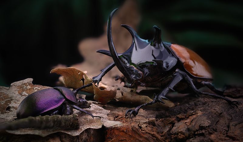 Eupatorus gracilicornis фото превью