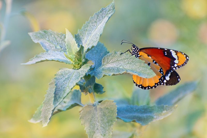 *Отголоски уходящего лета... фото превью