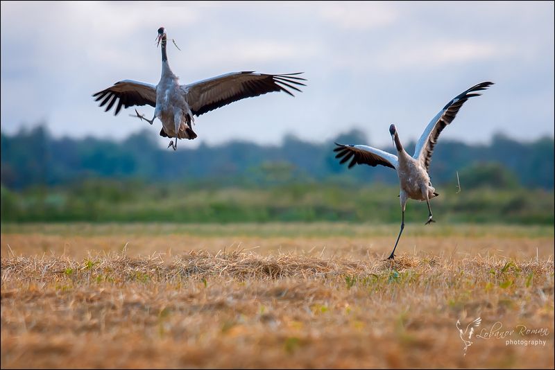 Лезгинка фото превью