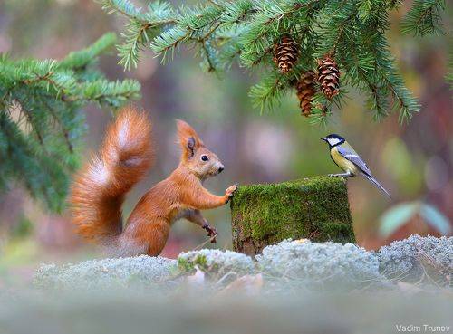 А где же орешки?